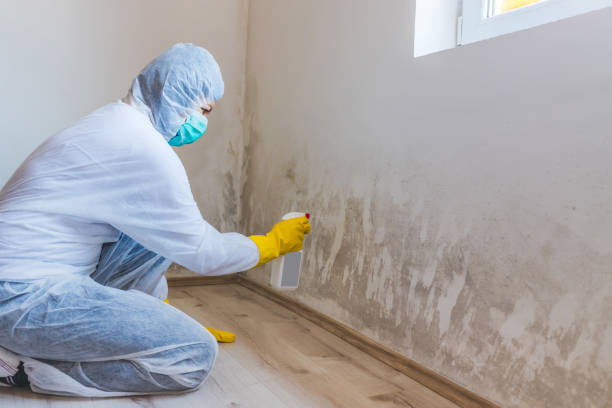 Licensed Mold Testing service in Butler, NJ - WQB Mold Removal